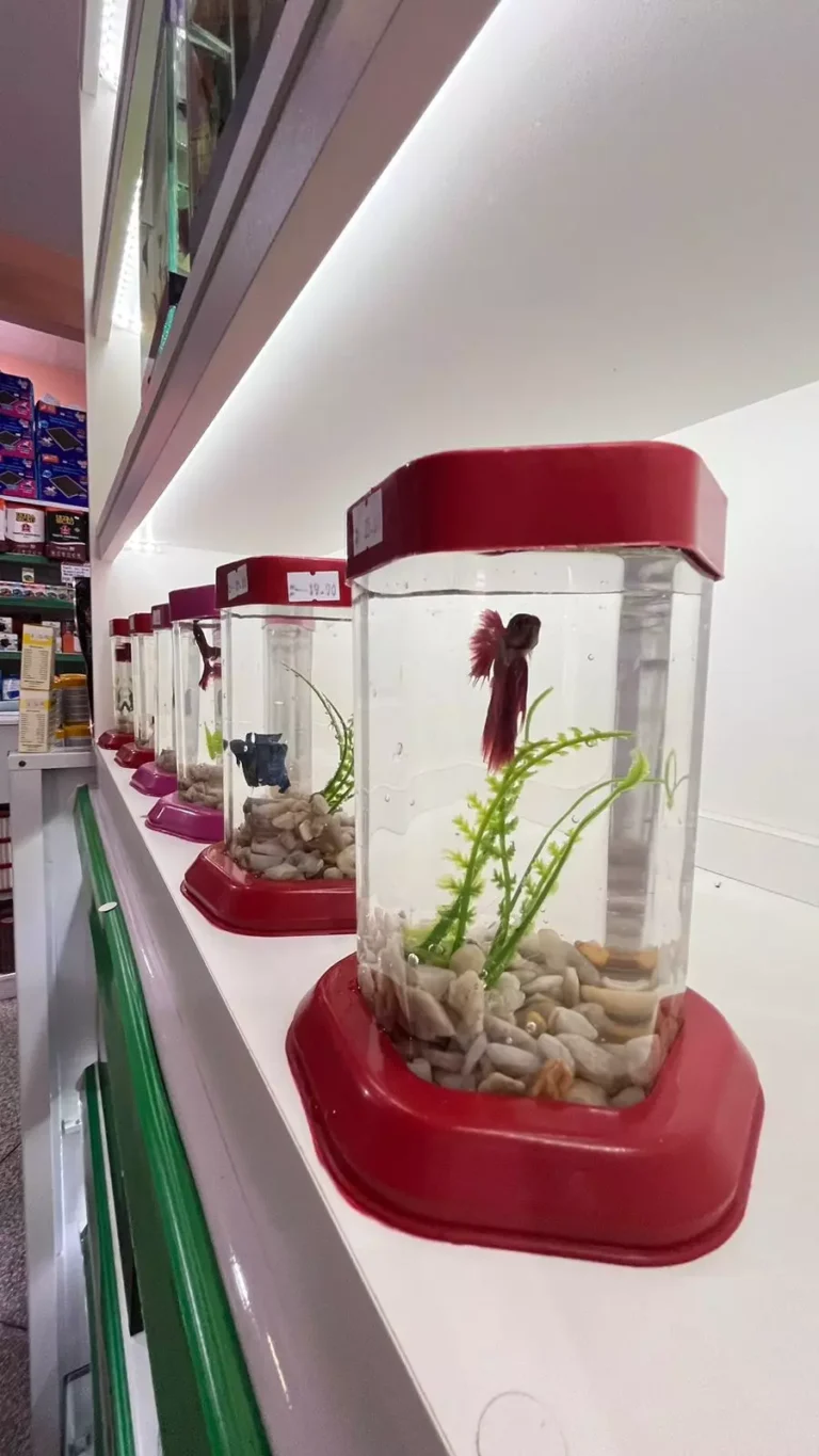 AnyConv.com__WhatsApp Image 2024-11-06 at 18.12.09